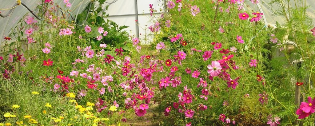 Pink Flowers